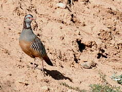 Barbary Partridge