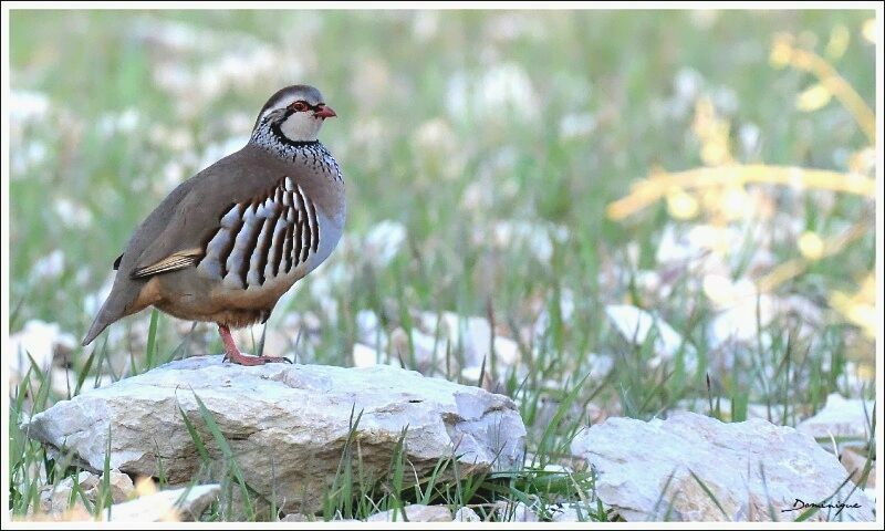 Red-legged Partridge