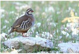 Red-legged Partridge