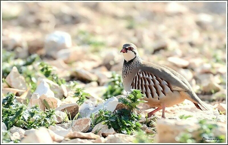 Red-legged Partridge