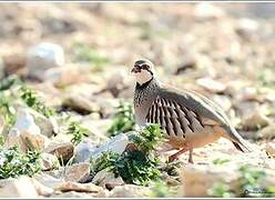 Red-legged Partridge