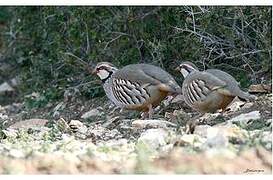 Red-legged Partridge