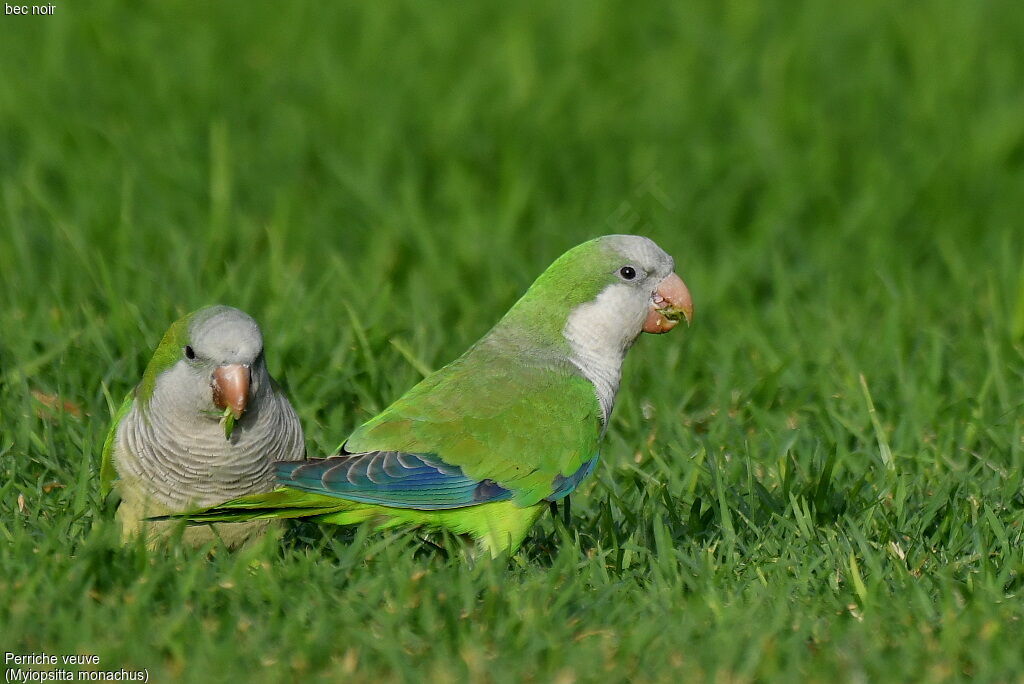 Monk Parakeet