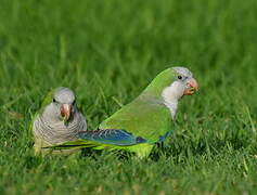 Monk Parakeet