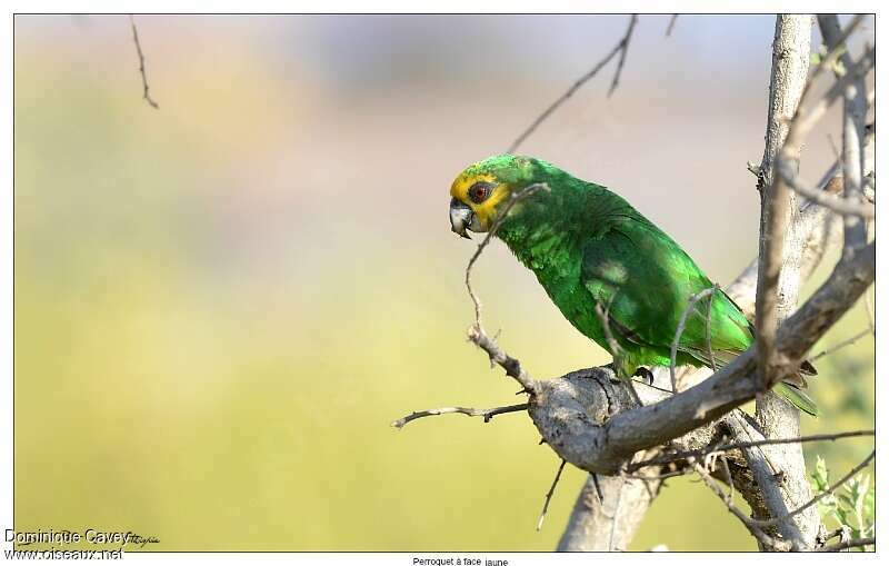 Yellow-fronted Parrot