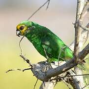 Yellow-fronted Parrot