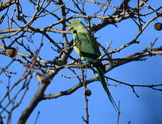 Rose-ringed Parakeet