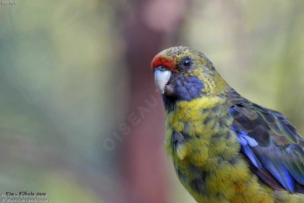 Green Rosella