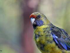 Green Rosella