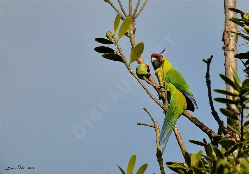 Horned Parakeet