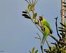 Horned Parakeet