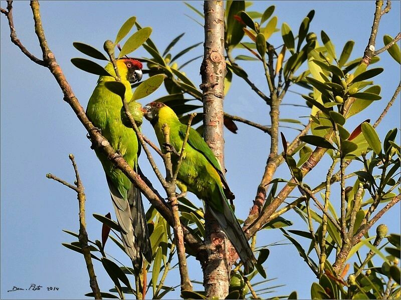 Horned Parakeet