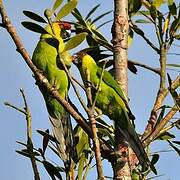 Horned Parakeet