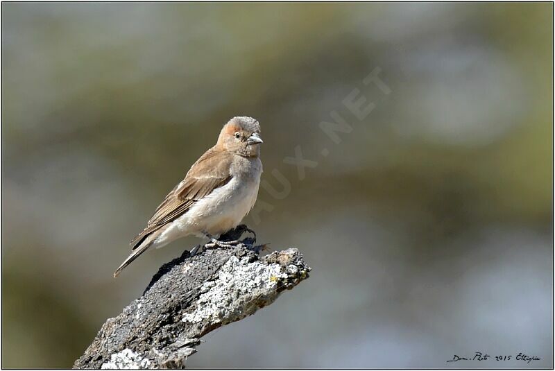 Sahel Bush Sparrow