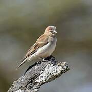 Sahel Bush Sparrow