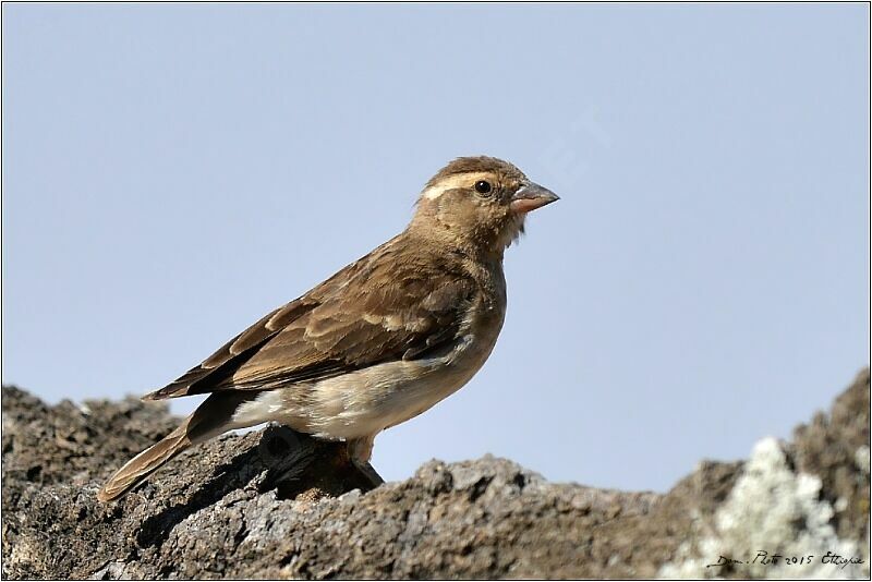 Sahel Bush Sparrow