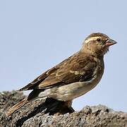 Sahel Bush Sparrow