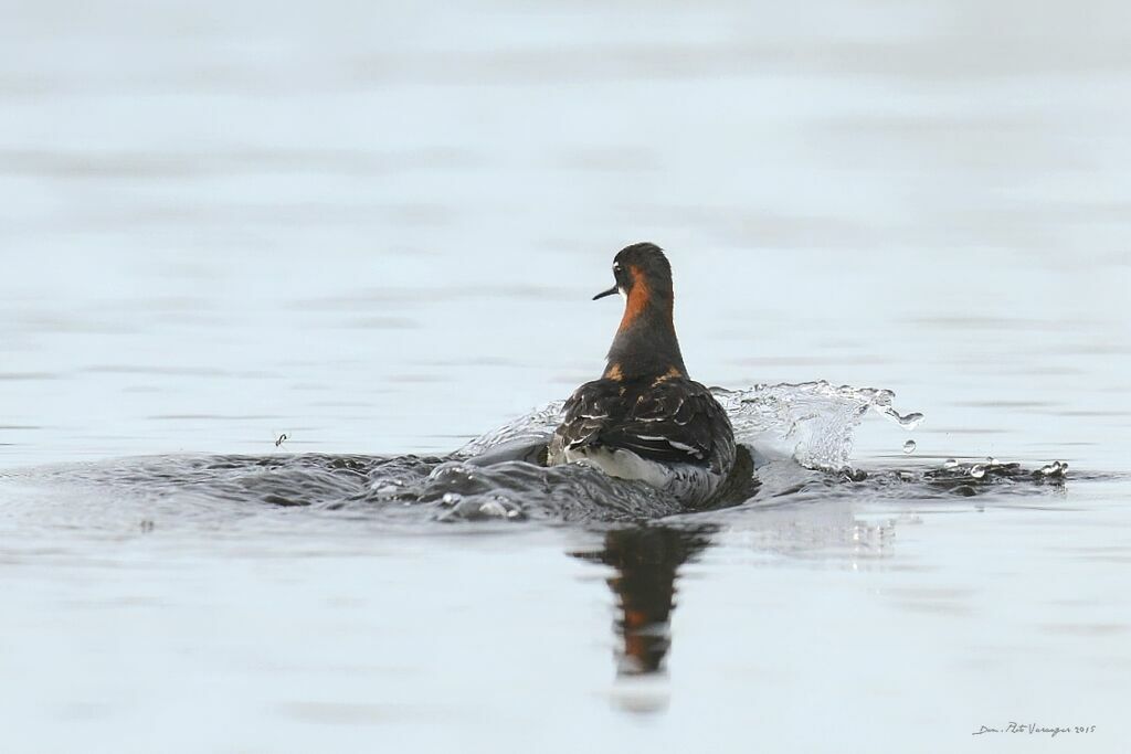 Phalarope à bec étroit