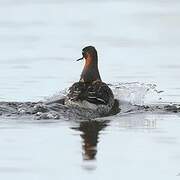 Red-necked Phalarope