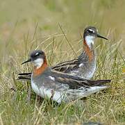 Red-necked Phalarope