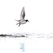 Phalarope à bec étroit