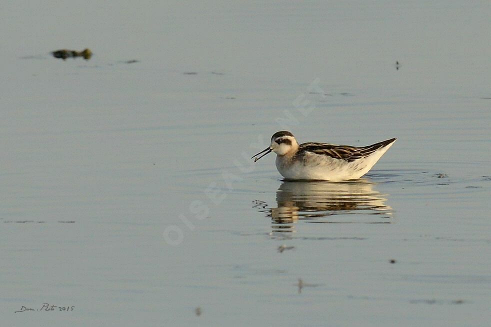 Phalarope à bec étroit