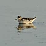 Phalarope à bec étroit