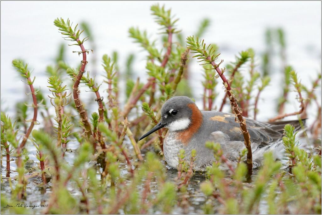 Red-necked Phalarope