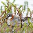 Phalarope à bec étroit