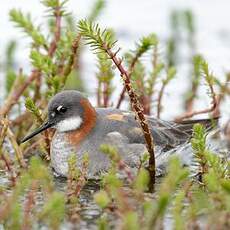 Phalarope à bec étroit