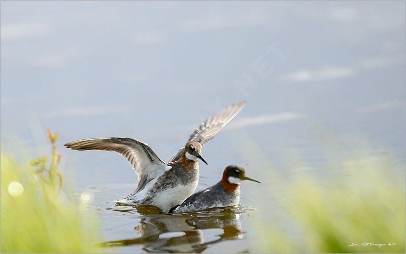 Phalarope à bec étroit