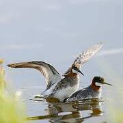 Phalarope à bec étroit