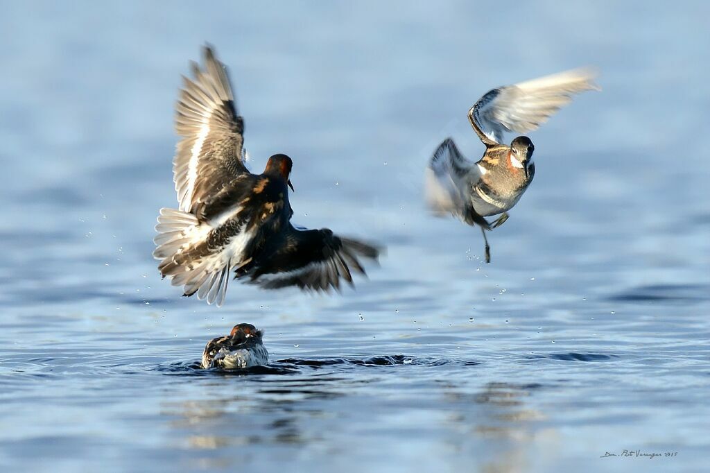 Red-necked Phalarope