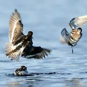 Red-necked Phalarope