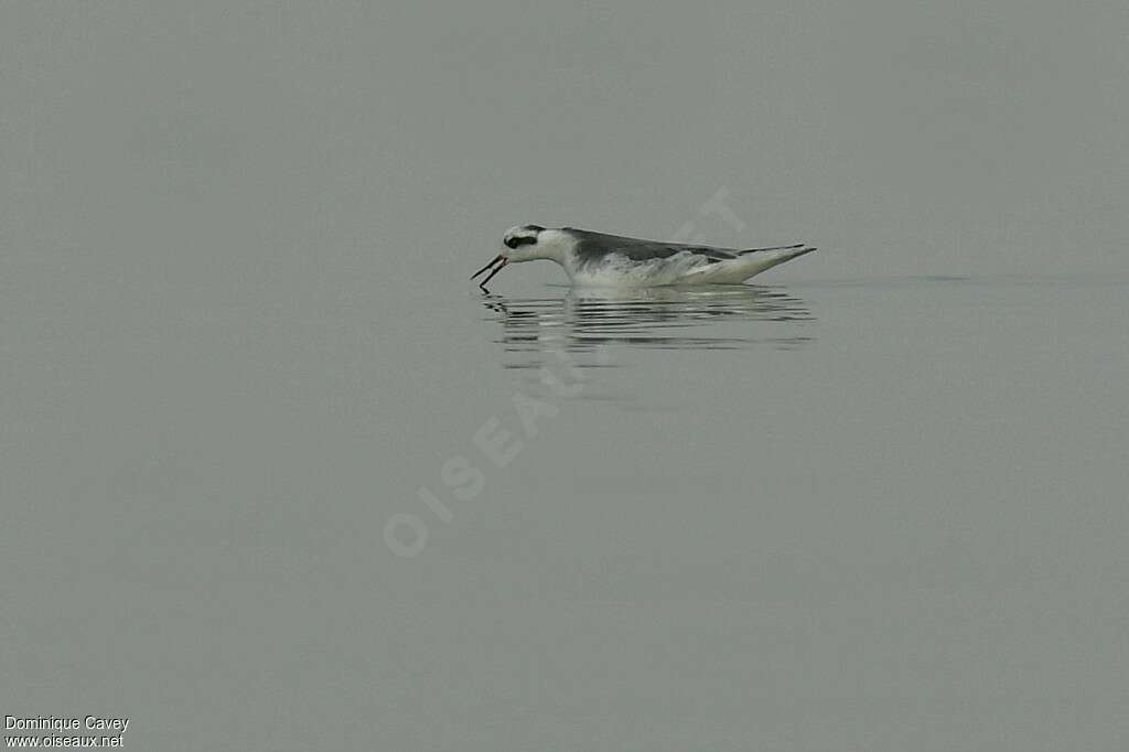 Phalarope à bec largeadulte internuptial, habitat, pêche/chasse