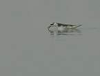 Phalarope à bec large