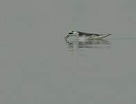 Phalarope à bec large