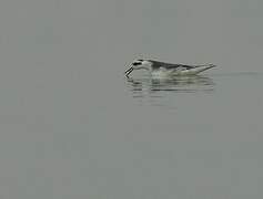 Phalarope à bec large