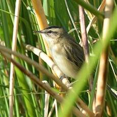 Phragmite des joncs