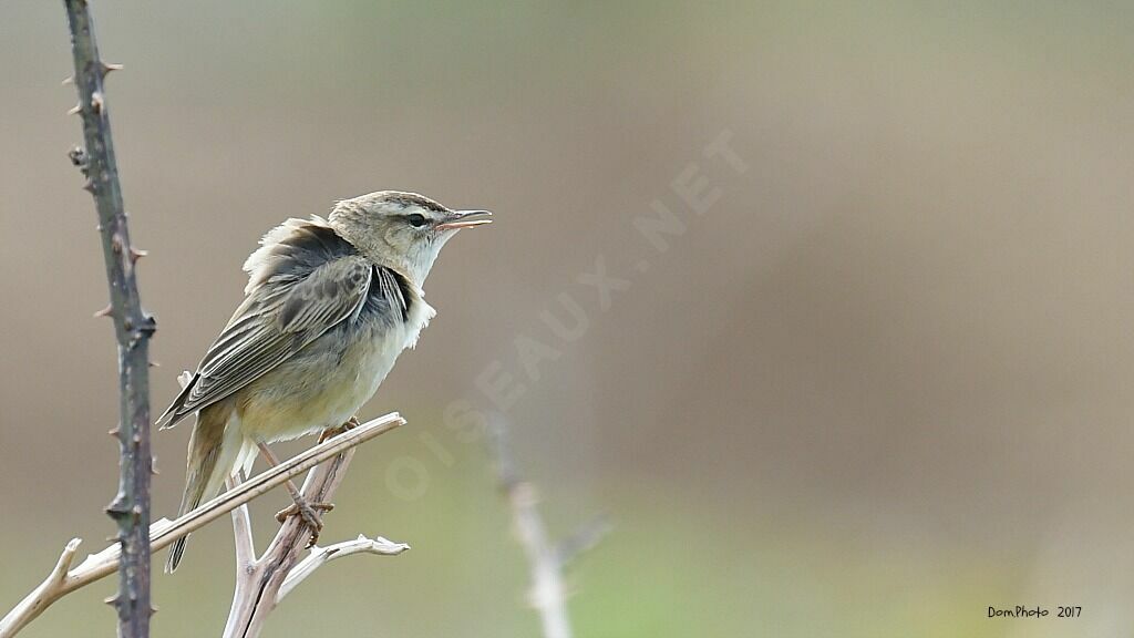 Sedge Warbler