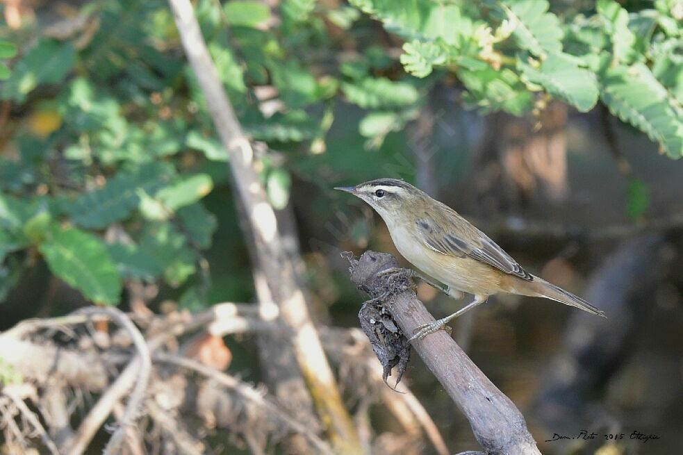 Sedge Warbler