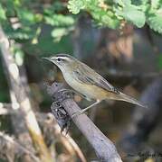 Sedge Warbler