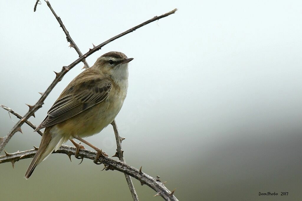 Sedge Warbler