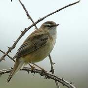 Sedge Warbler