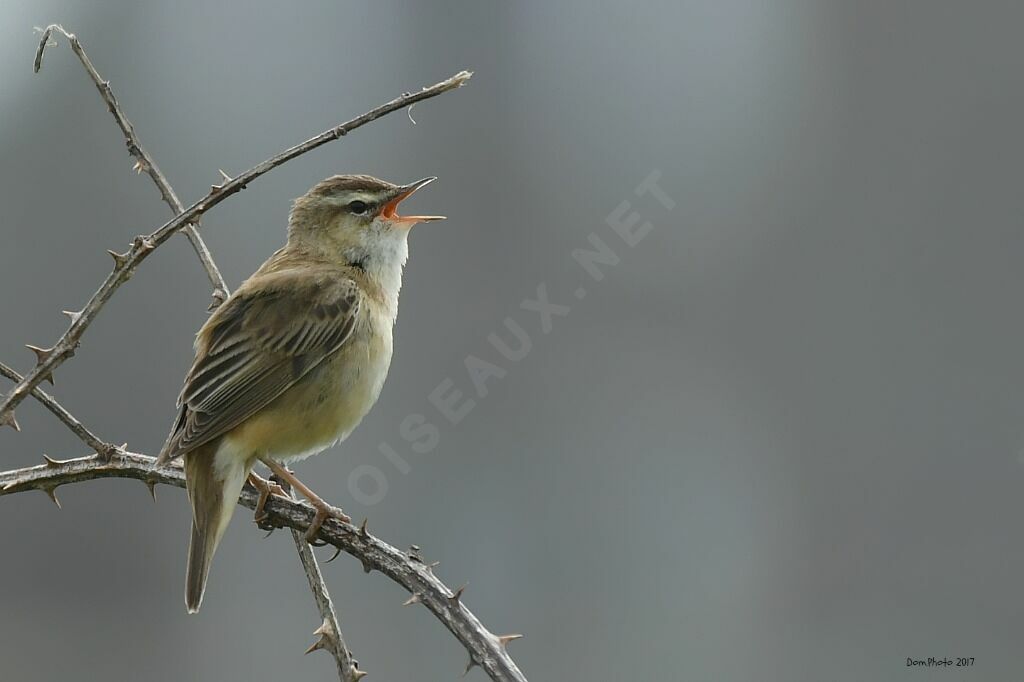 Sedge Warbler