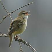 Sedge Warbler