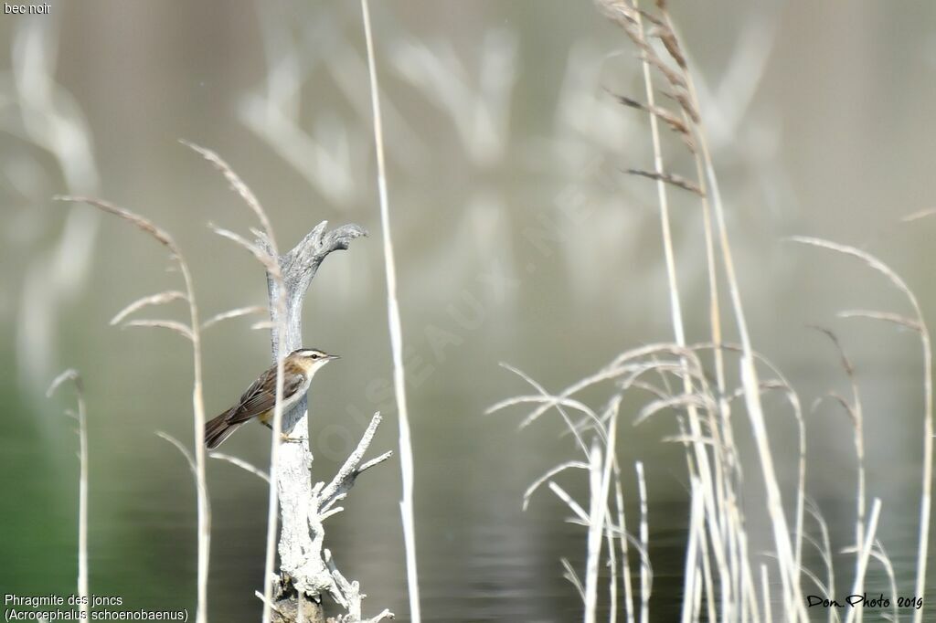 Sedge Warbler