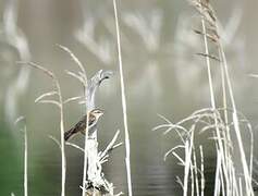 Sedge Warbler