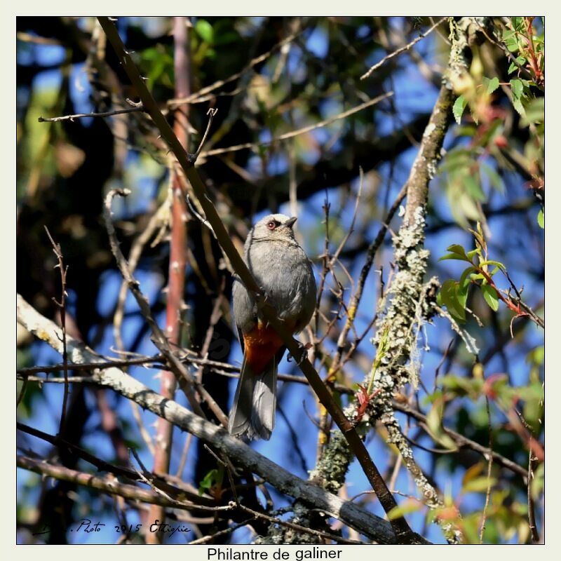 Abyssinian Catbird