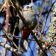 Abyssinian Catbird